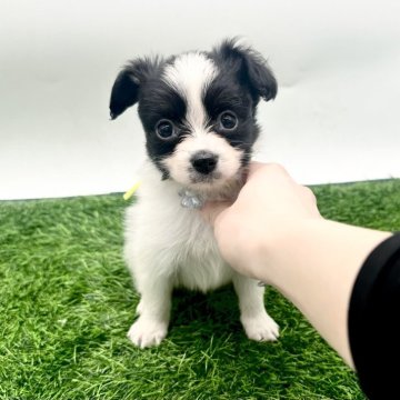 パピヨン【愛知県・男の子・2025年9月18日・ホワイト&ブラック】の写真「人懐っこくて甘えん坊なパピヨンちゃんです🐾」