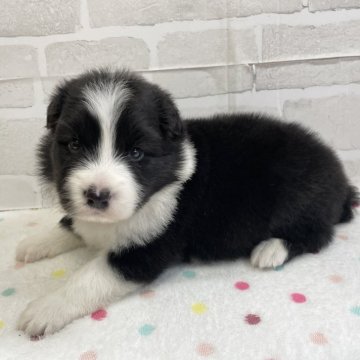 ボーダーコリー【愛知県・女の子・2024年11月3日・ブラック&ホワイト】の写真「かわいい女の子」