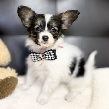 パピヨン【愛知県・女の子・2025年10月1日・トライ】の写真「人懐っこくて甘えん坊なパピヨンちゃんです🐾」