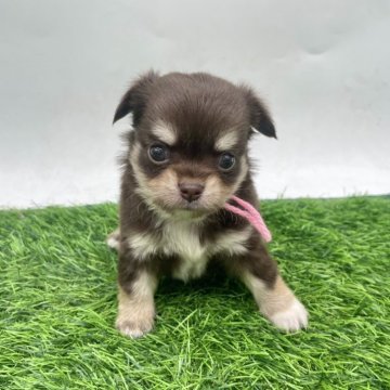 チワワ(ロング)【愛知県・女の子・2025年10月10日・チョコクリーム】の写真「チョコクリーム女の子🎀🍫12/7まで」