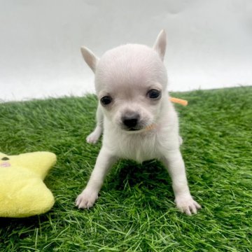 チワワ(スムース)【愛知県・女の子・2025年10月8日・クリーム】の写真「可愛いスムースの女の子ʚ🎀ɞ」