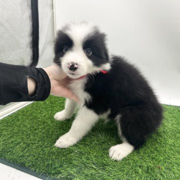 ボーダーコリー【愛知県・男の子・2025年3月30日・ブラック&ホワイト】の写真「綺綺なブレーズの男の子✨️🩵」