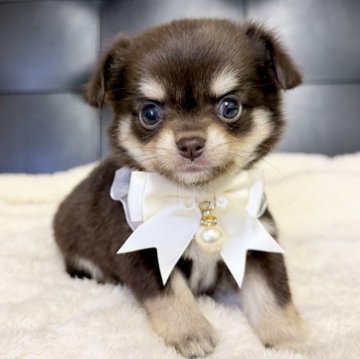 チワワ(ロング)【愛知県・女の子・2025年10月10日・チョコクリーム】の写真「チョコクリーム女の子🎀🍫12/7まで」