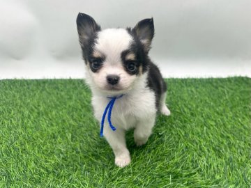 チワワ(ロング)【愛知県・男の子・2025年12月19日・ブラックタンホワイト】の写真「2/14までご見学可能です✨」