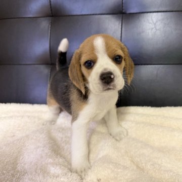 ビーグル【愛知県・女の子・2025年10月17日・ブラックタンホワイト】の写真「お母さんCM出演犬📺✨お父さんチャンピオン犬👑」