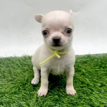チワワ(スムース)【愛知県・女の子・2025年10月8日・クリーム】の写真「大きな瞳が魅力の可愛い女の子🎀12/7まで」