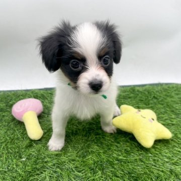 パピヨン【愛知県・男の子・2025年9月18日・トライカラー】の写真「人懐っこくて甘えん坊なパピヨンちゃんです🐾」