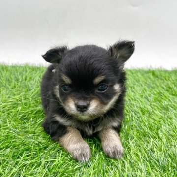 チワワ(ロング)【愛知県・女の子・2025年8月24日・ブラックタン】の写真「室内飼いにぴったり🫶」