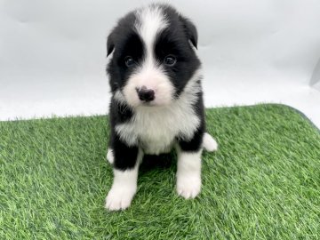 ボーダーコリー【愛知県・女の子・2025年10月25日・ブラック&ホワイト】の写真「12/21までご見学可能です✨」