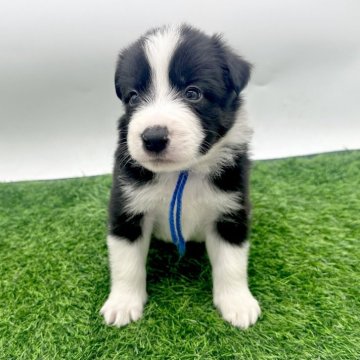 ボーダーコリー【愛知県・男の子・2025年10月3日・ブラック&ホワイト】の写真「ご縁が繋がりやすいよう今だけ特別な価格にしています」