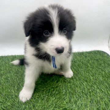 ボーダーコリー【愛知県・男の子・2025年10月25日・ブラック&ホワイト】の写真「12/21までご見学可能です✨」