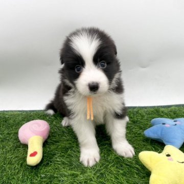 ボーダーコリー【愛知県・女の子・2025年10月3日・ブラック&ホワイト】の写真「整ったお顔に惚れちゃう可愛さ💖11/30まで」