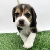 ビーグル