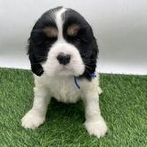 アメリカンコッカースパニエル