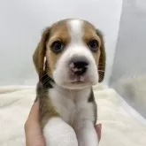 ビーグル