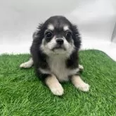 チワワ(ロング)