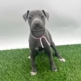 イタリアングレーハウンド【愛知県・女の子・2025年8月31日・ブルー&ホワイトマーキングス】の写真1