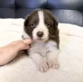 ボーダーコリー