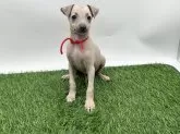 イタリアングレーハウンド