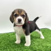 ビーグル
