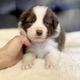 ボーダーコリー