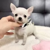 チワワ(スムース)