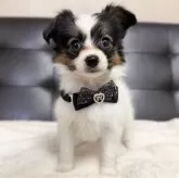 パピヨン【愛知県・女の子・2025年10月1日・トライ】の写真1