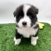 ボーダーコリー