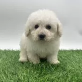 トイプードル(トイ)