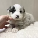 ボーダーコリー