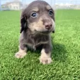 ミニチュアダックスフンド(ロング)【愛知県・女の子・2025年2月16日・チョコレート&タン】の写真1