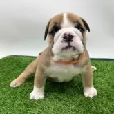 ブルドッグ