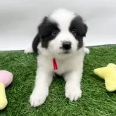 ボーダーコリー