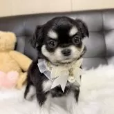 チワワ(ロング)