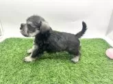 ミニチュアシュナウザー【愛知県・女の子・2025年9月21日・ソルト&ペッパー】の写真2