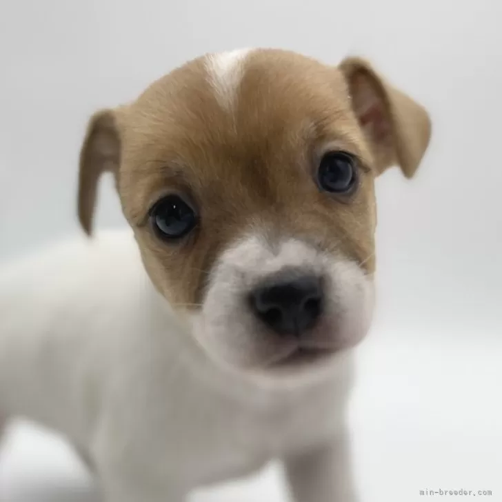 ID：2404-01659の子犬