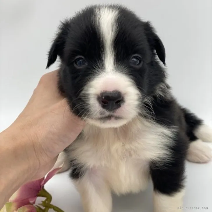 ID：2305-03485の子犬