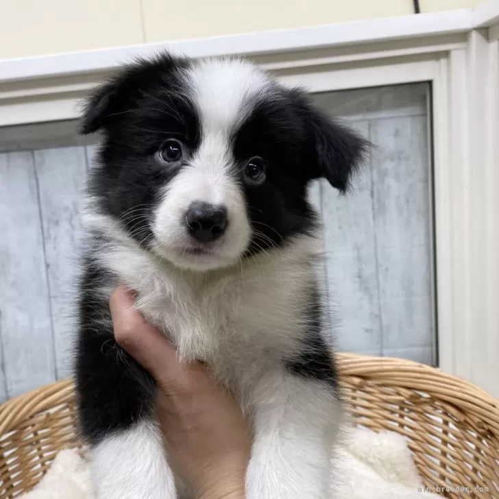 ID:2312-04093の子犬