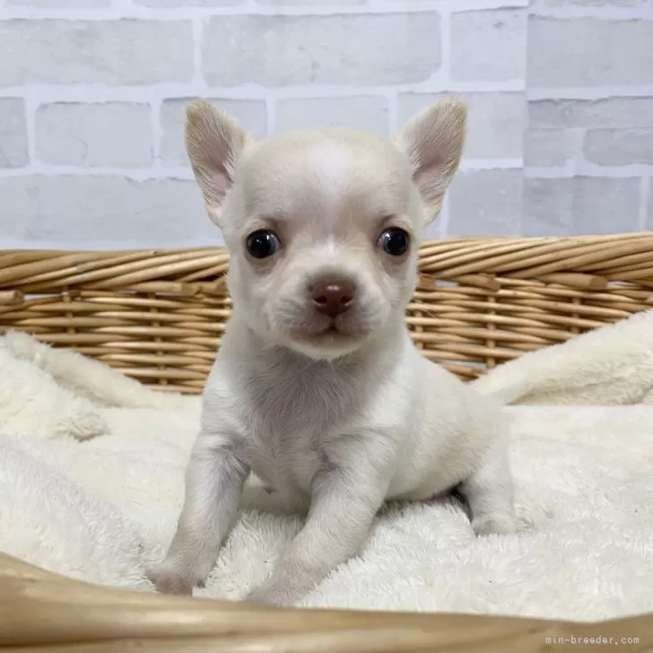 ID:2402-01751の子犬