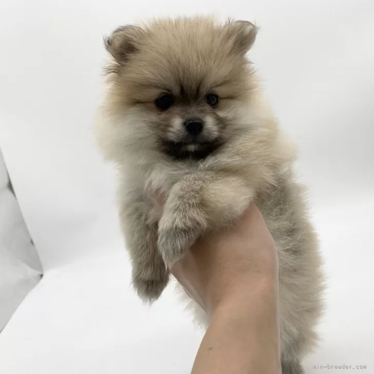 ID：2405-02044の子犬