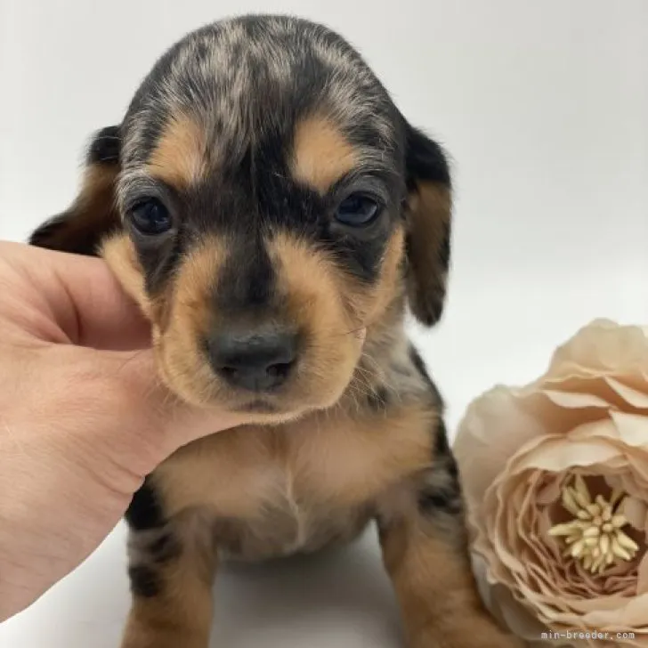 ID:2305-03810の子犬