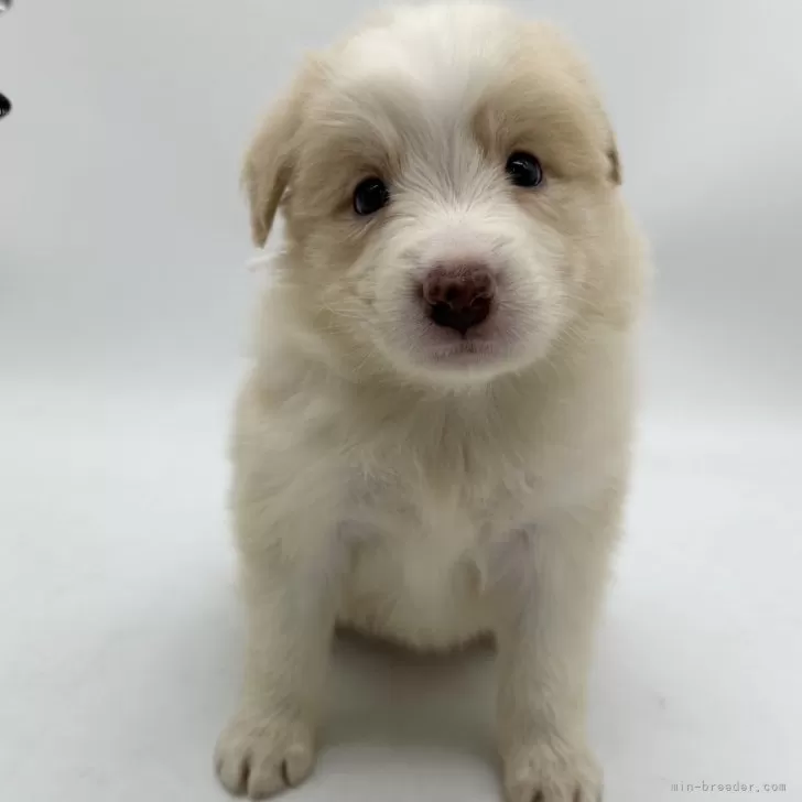 ID：2409-07200の子犬