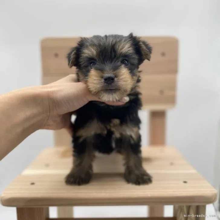 ID:2310-05557の子犬
