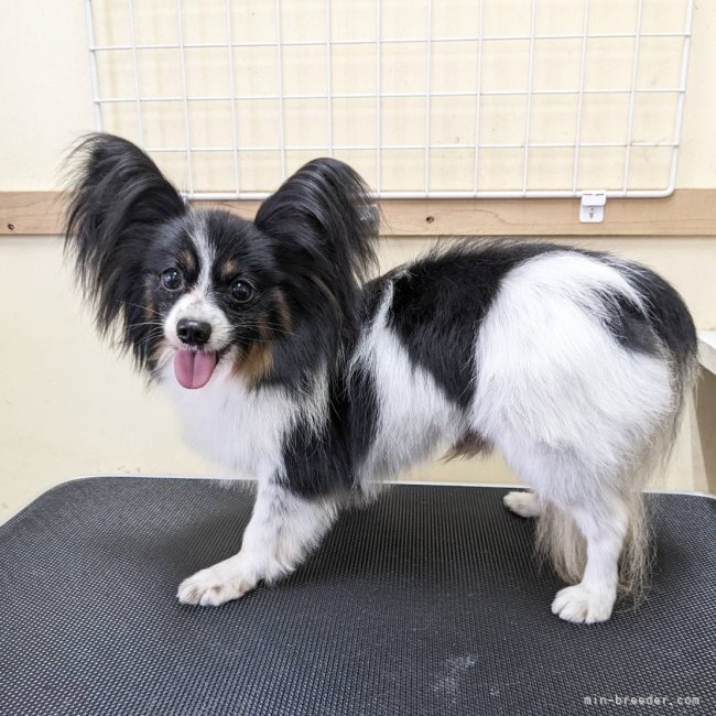 パピヨン【・男の子・2019年2月11日・トライカラー】