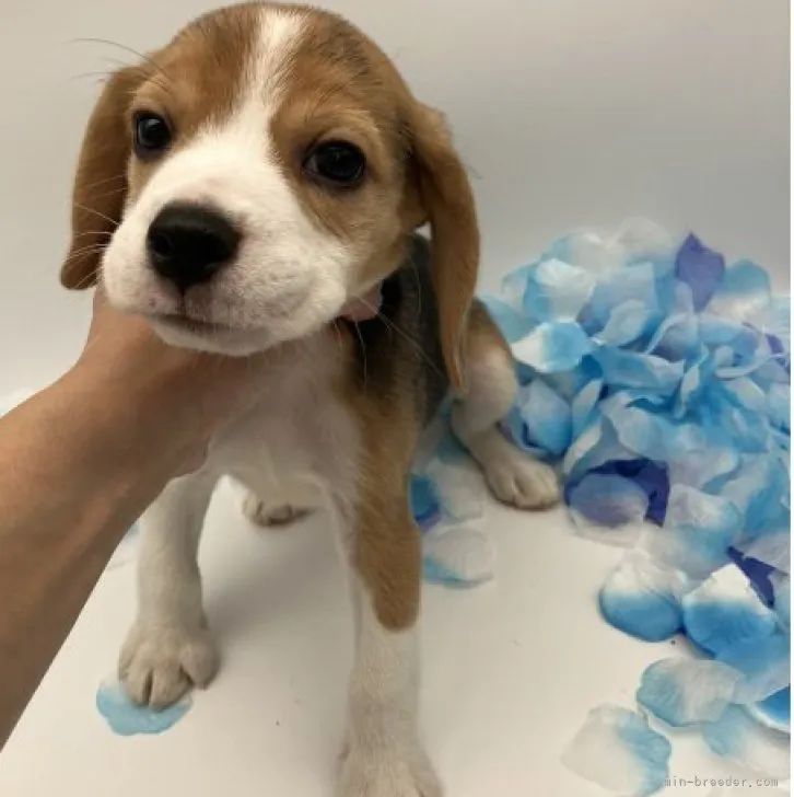 ID：2305-04603の子犬