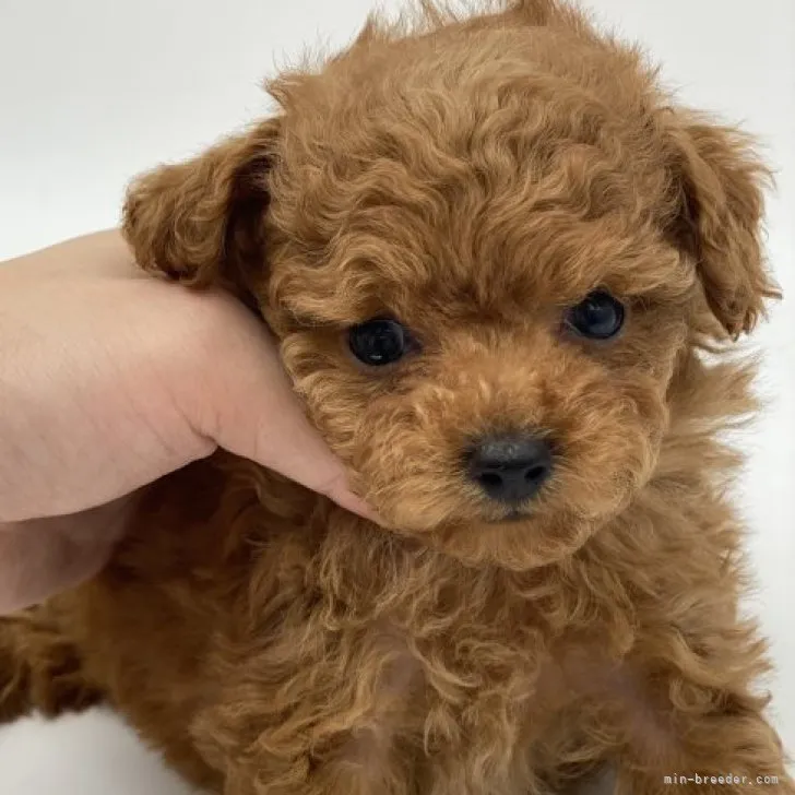 ID：2305-03327の子犬