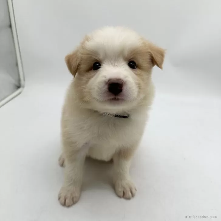 ID：2409-07268の子犬
