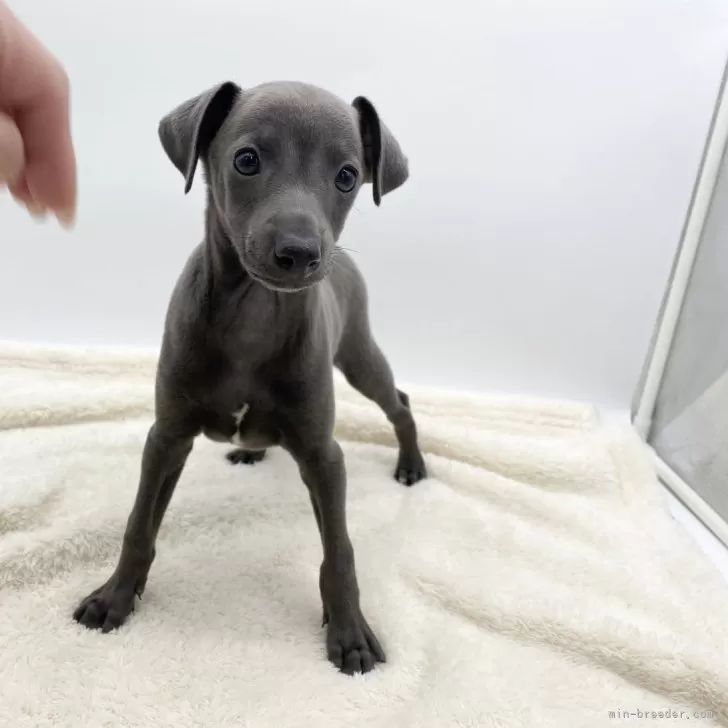 ID:2404-05898の子犬
