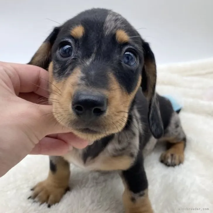 ID:2305-03815の子犬