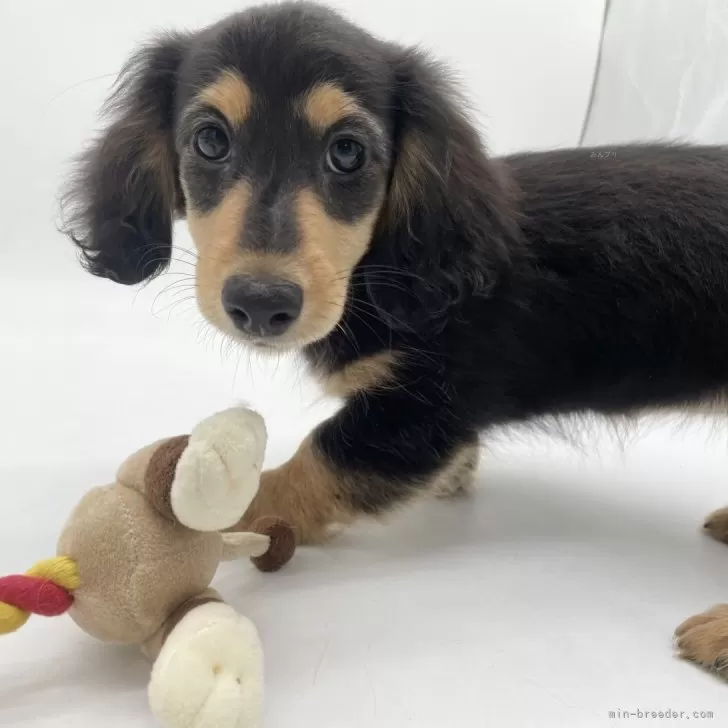 ID:2405-00606の子犬